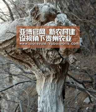 亚博官网_新农村建设视角下贵州农业旅游热点的研究(图4)